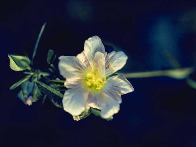 Sida neomexicana (New mexico fanpetals) #882