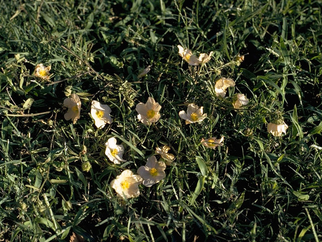 Sida abutifolia (Spreading fanpetals) #885