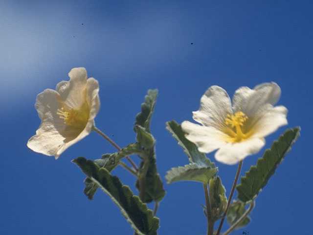 Sida abutifolia (Spreading fanpetals) #886