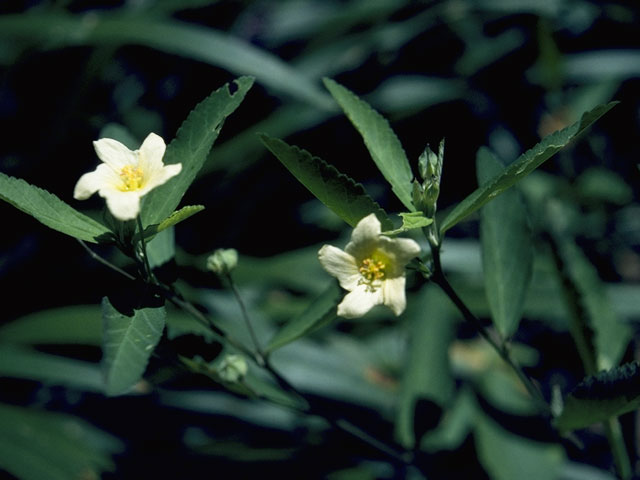 Sida spinosa (Prickly fanpetals) #888