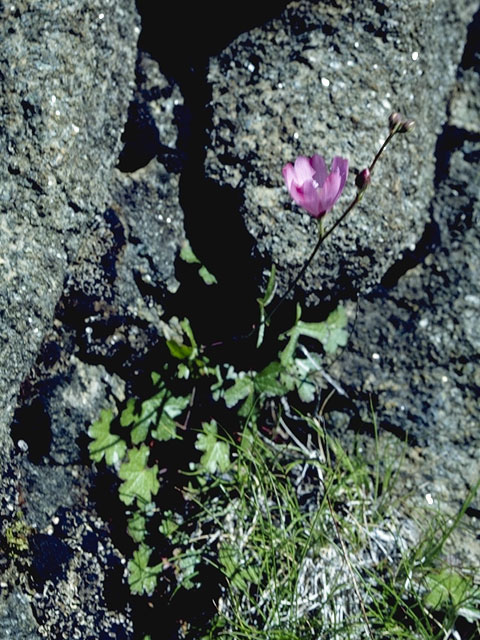 Sidalcea glaucescens (Waxy checkerbloom) #892