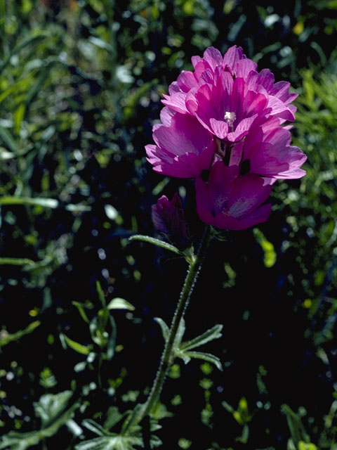 Sidalcea malviflora (Dwarf checkerbloom) #900