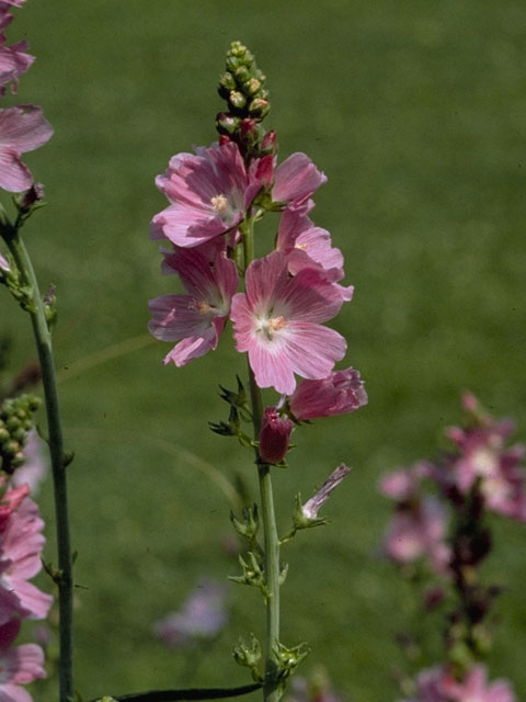 Sidalcea malviflora (Dwarf checkerbloom) #901