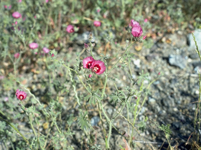 Sidalcea oregana (Oregon checkerbloom) #903