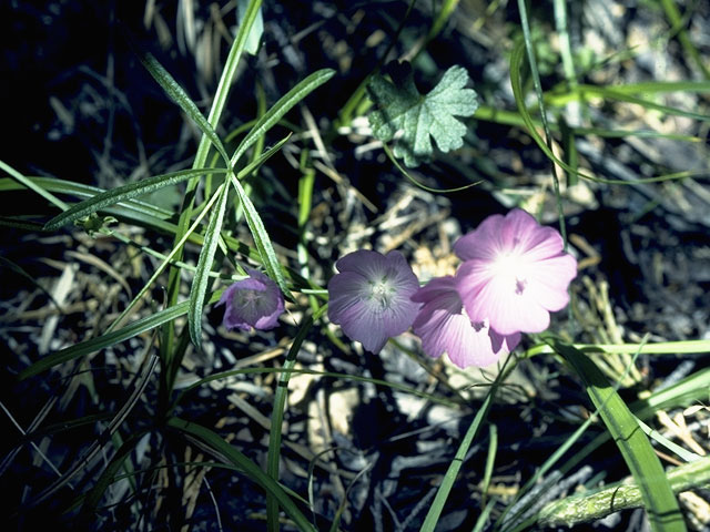 Sidalcea reptans (Sierra checkerbloom) #905