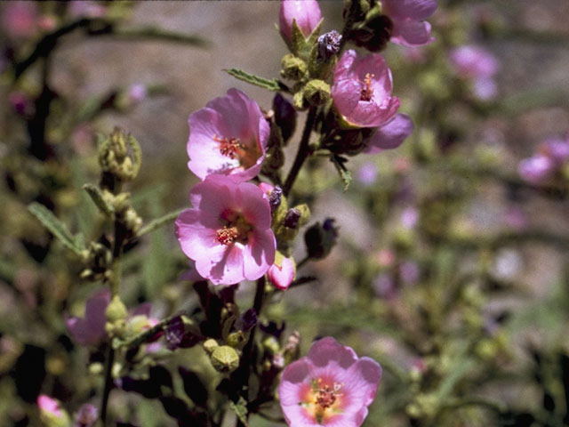 Sphaeralcea angustifolia (Narrowleaf globemallow) #913