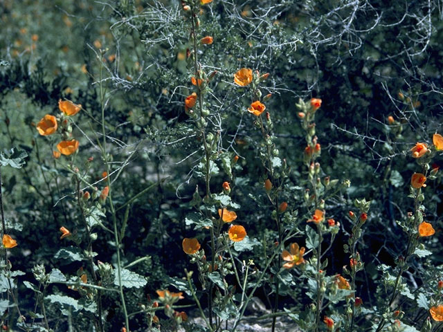 Sphaeralcea coulteri (Coulter's globemallow) #921