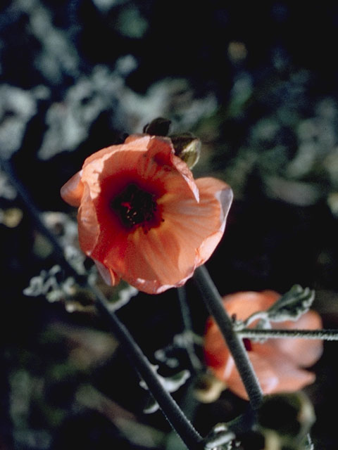 Sphaeralcea fendleri (Fendler's globemallow) #922