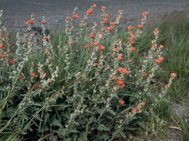 Sphaeralcea fendleri (Fendler's globemallow) #923