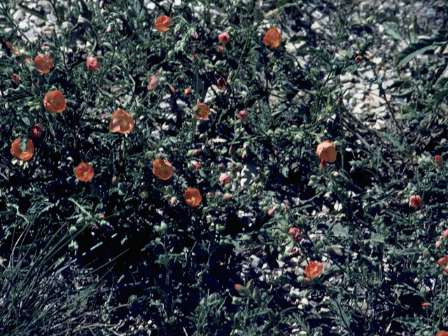 Sphaeralcea laxa (Caliche globemallow) #924