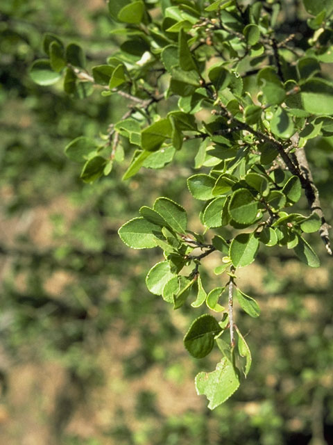 Forestiera pubescens (Elbowbush) #1003