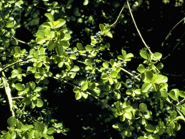 Forestiera reticulata (Netleaf swampprivet) #1006