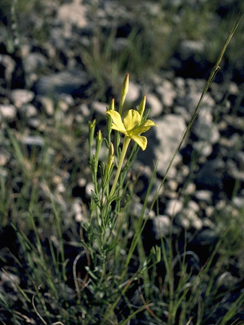 Menodora longiflora (Showy menodora) #1020