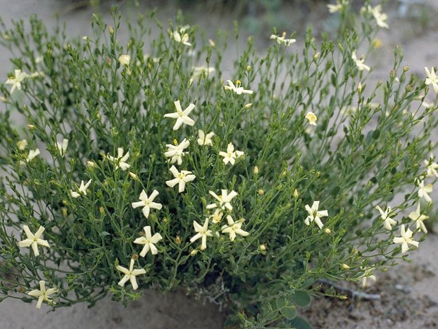 Menodora scabra (Rough menodora) #1021