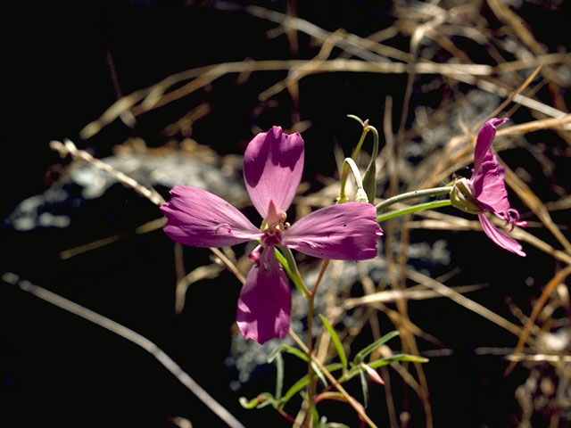 Clarkia biloba (Twolobe clarkia) #1043