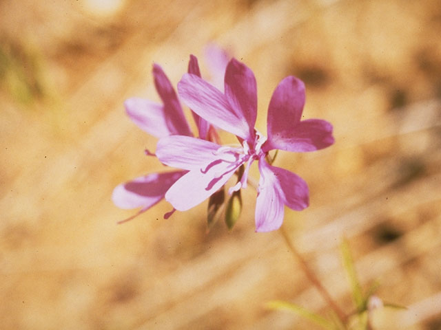 Clarkia biloba (Twolobe clarkia) #1044