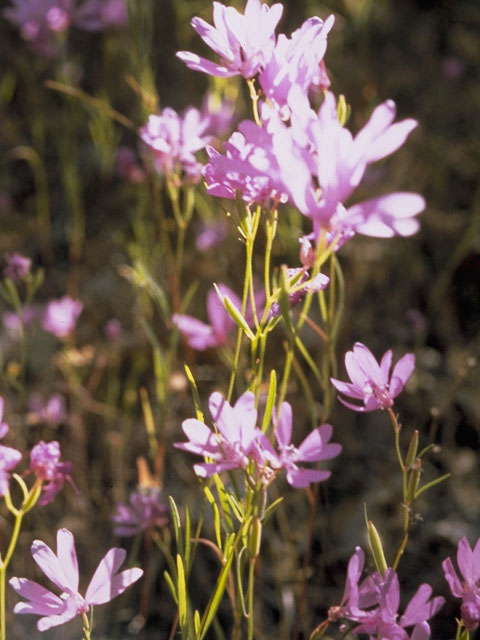 Clarkia biloba (Twolobe clarkia) #1045