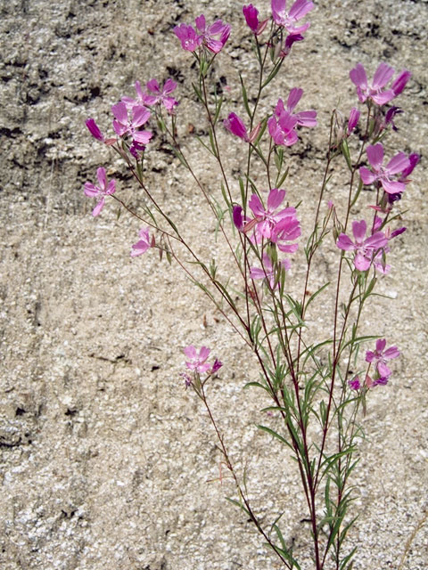 Clarkia biloba (Twolobe clarkia) #1046