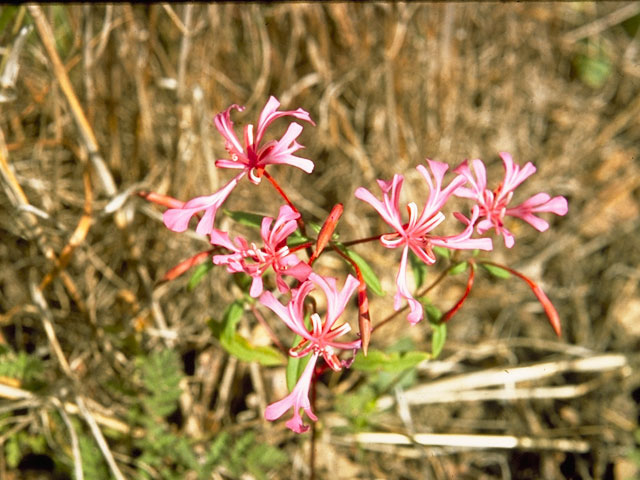 Clarkia concinna (Red ribbons) #1049