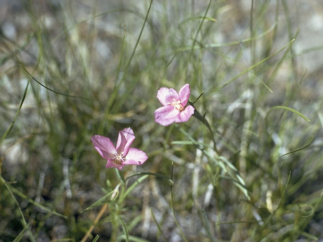 Clarkia cylindrica (Speckled clarkia) #1050