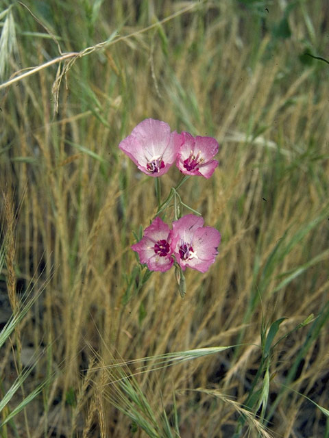 Clarkia cylindrica (Speckled clarkia) #1052