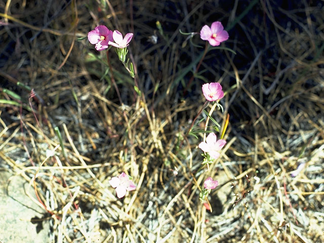 Clarkia dudleyana (Dudley's clarkia) #1053