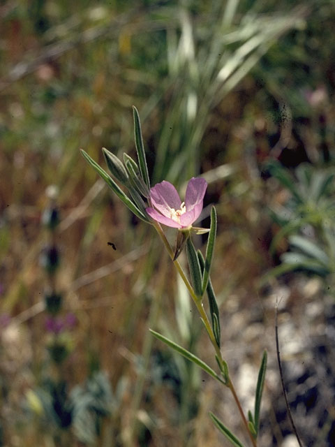 Clarkia epilobioides (Canyon clarkia) #1054