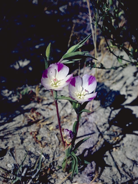 Clarkia imbricata (Vine hill clarkia) #1055