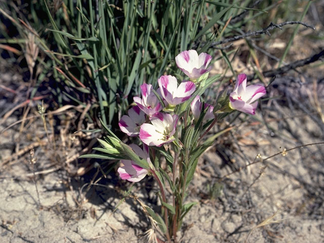 Clarkia imbricata (Vine hill clarkia) #1056