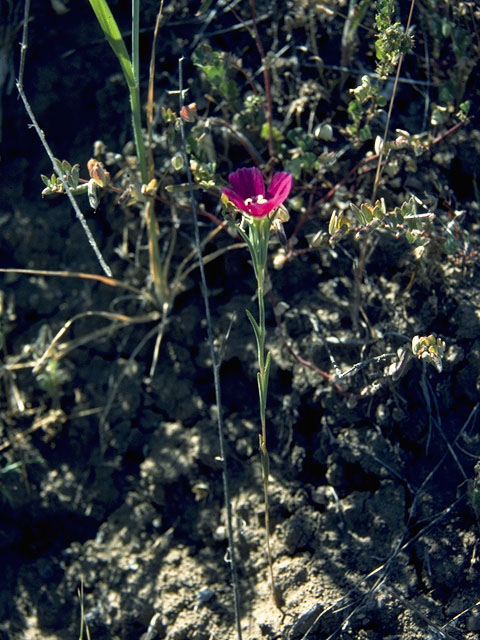 Clarkia purpurea (Winecup clarkia) #1060