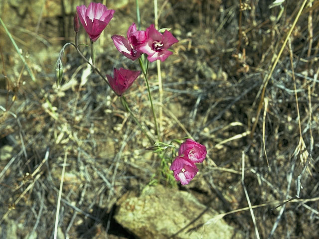 Clarkia rubicunda (Ruby chalice clarkia) #1063