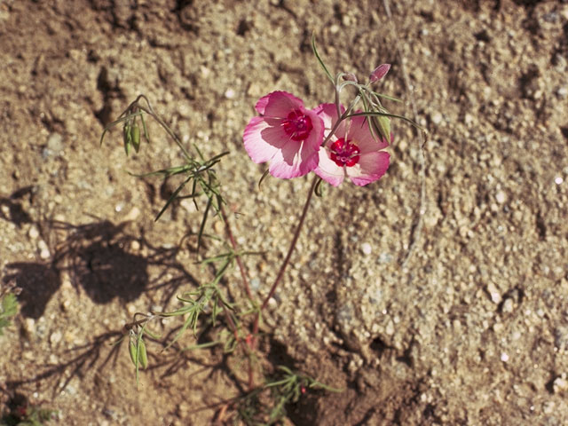 Clarkia rubicunda (Ruby chalice clarkia) #1064