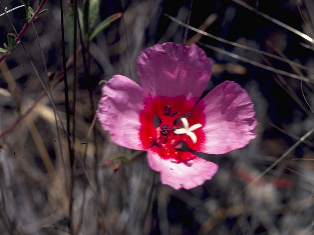 Clarkia rubicunda (Ruby chalice clarkia) #1065