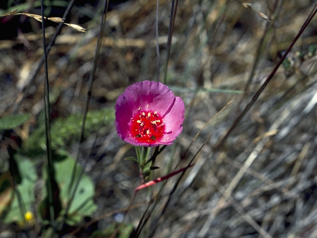 Clarkia rubicunda (Ruby chalice clarkia) #1066