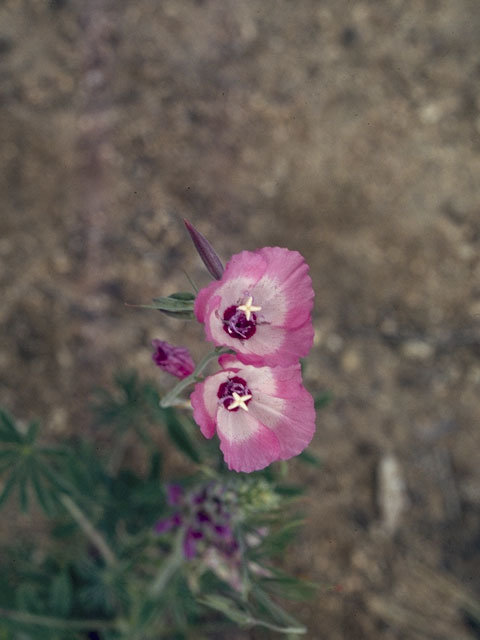 Clarkia rubicunda (Ruby chalice clarkia) #1067