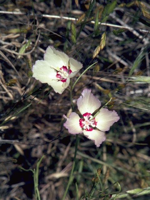 Clarkia williamsonii (Fort miller clarkia) #1076