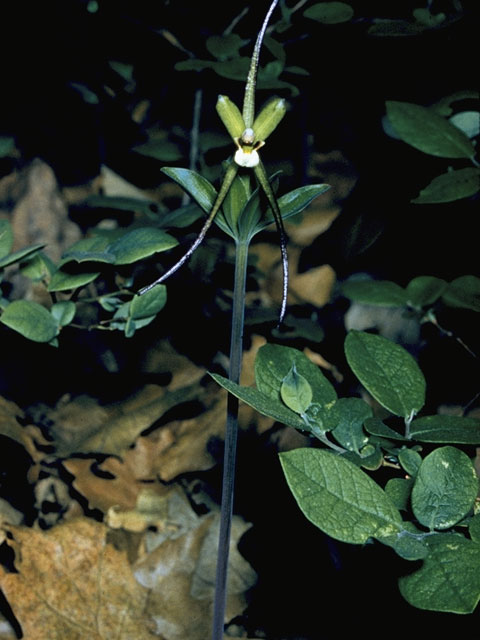 Isotria verticillata (Large whorled pogonia) #1083