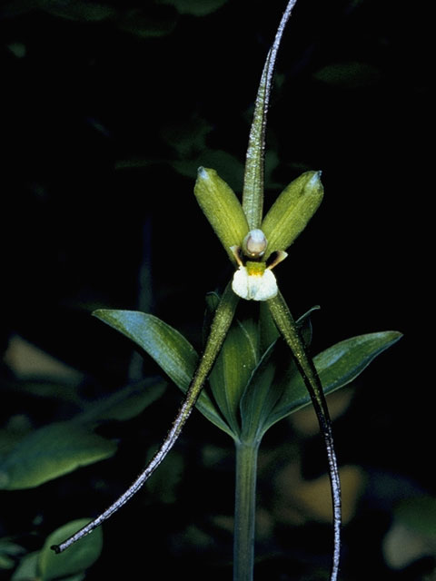 Isotria verticillata (Large whorled pogonia) #1084