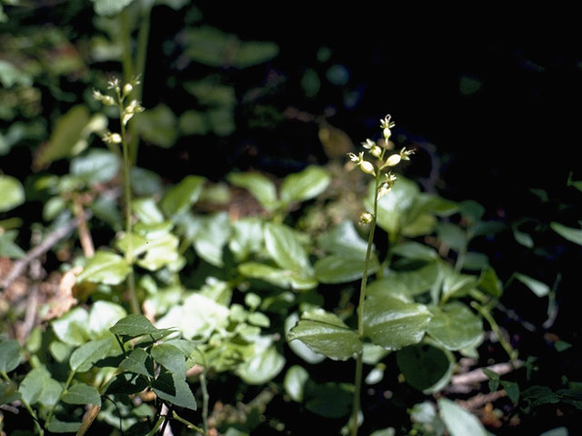 Listera cordata (Heartleaf twayblade) #1087