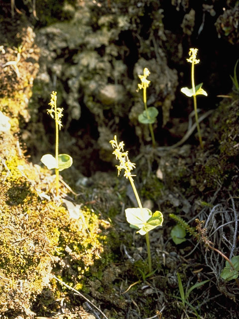 Listera cordata (Heartleaf twayblade) #1089