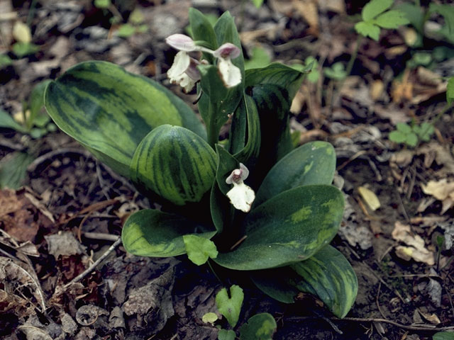 Galearis spectabilis (Showy orchid) #1092