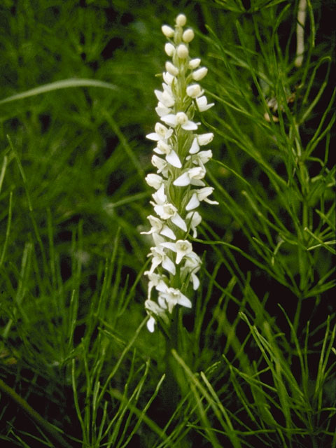 Platanthera dilatata (Scentbottle) #1099