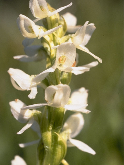 Platanthera dilatata (Scentbottle) #1100