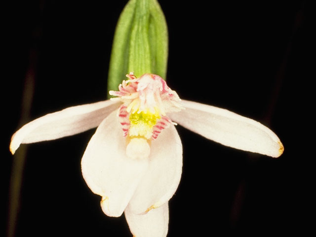 Pogonia ophioglossoides (Rose pogonia) #1106