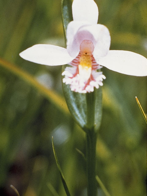 Pogonia ophioglossoides (Rose pogonia) #1107