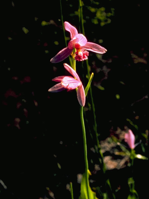 Pogonia ophioglossoides (Rose pogonia) #1110