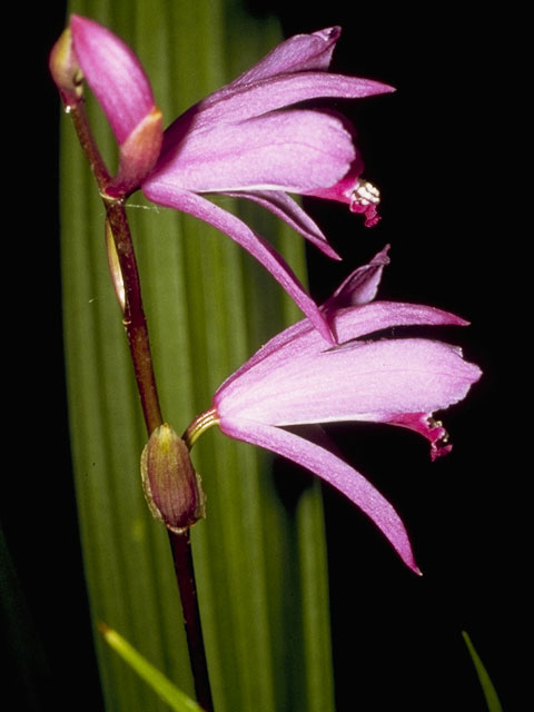 Pogonia ophioglossoides (Rose pogonia) #1111