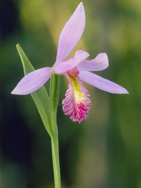 Pogonia ophioglossoides (Rose pogonia) #1112