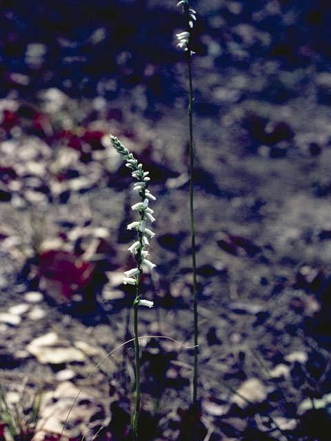 Spiranthes lacera var. gracilis (Southern slender ladies'-tresses) #1119