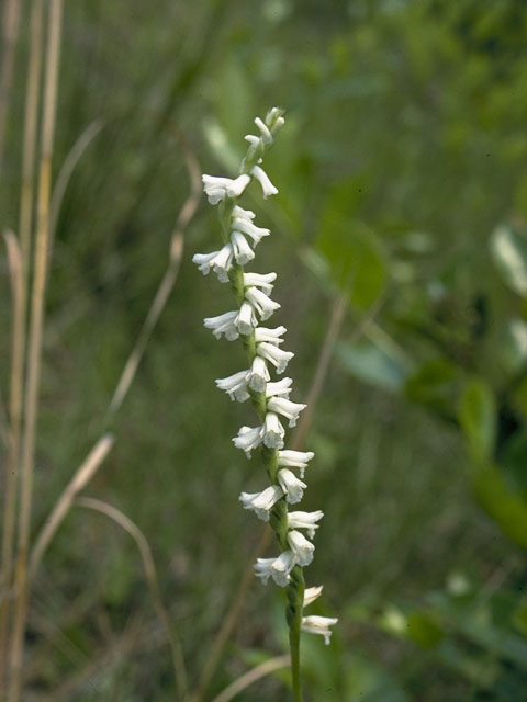 Spiranthes lacera var. gracilis (Southern slender ladies'-tresses) #1122